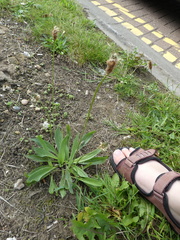 Plantago lanceolata