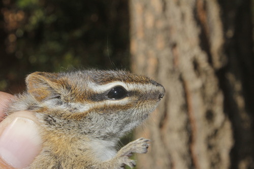 Sierra del Carmen Chipmunk