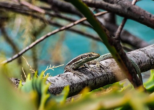Madeira Wall Lizard, Teira dugesii