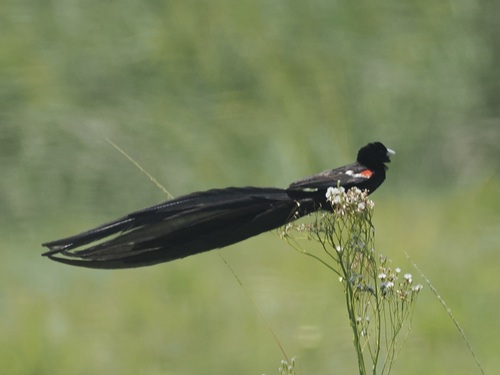 Long-tailed Widowbird (Euplectes progne), photo 4