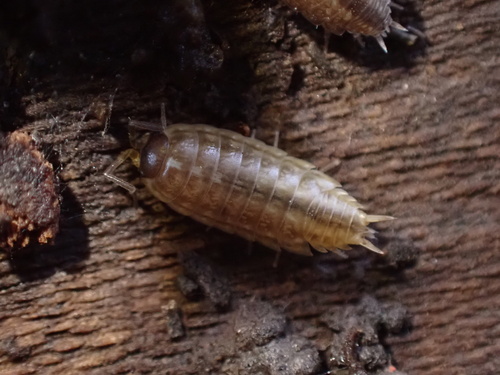 Protracheoniscus fossuliger