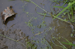 Callitriche cophocarpa