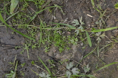 Callitriche cophocarpa