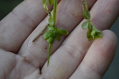 Callitriche cophocarpa