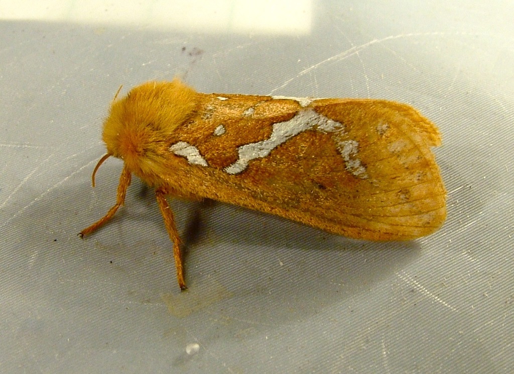 Mathew's Ghost Moth