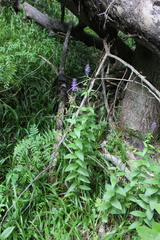 Asyneuma campanuloides