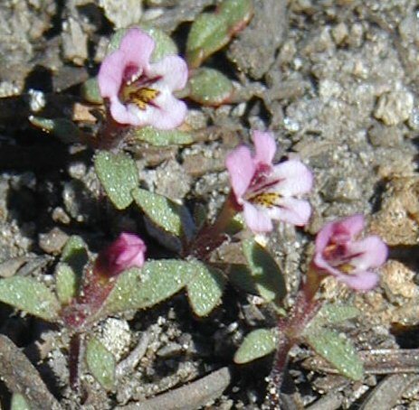 Jepson's Monkeyflower