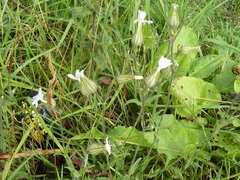 Silene latifolia