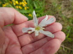 Silene latifolia