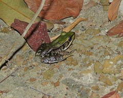 Lithobates palmipes