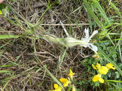 Silene latifolia