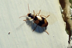Lebia fuscata