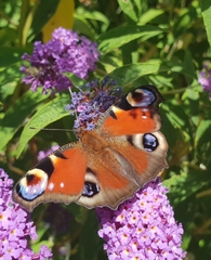 Aglais io