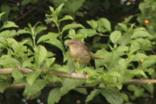 Malagasy Brush Warbler (Nesillas typica)