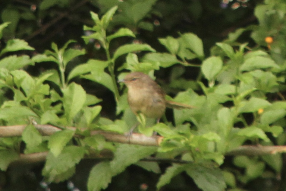 Malagasy Brush Warbler (Nesillas typica), photo 1