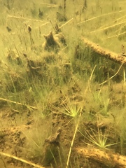 Eriocaulon aquaticum