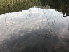 Eriocaulon aquaticum