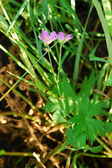 Geranium collinum