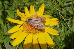 Zygaena exulans