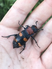 Nicrophorus americanus
