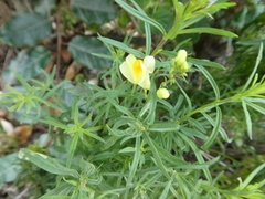 Linaria vulgaris