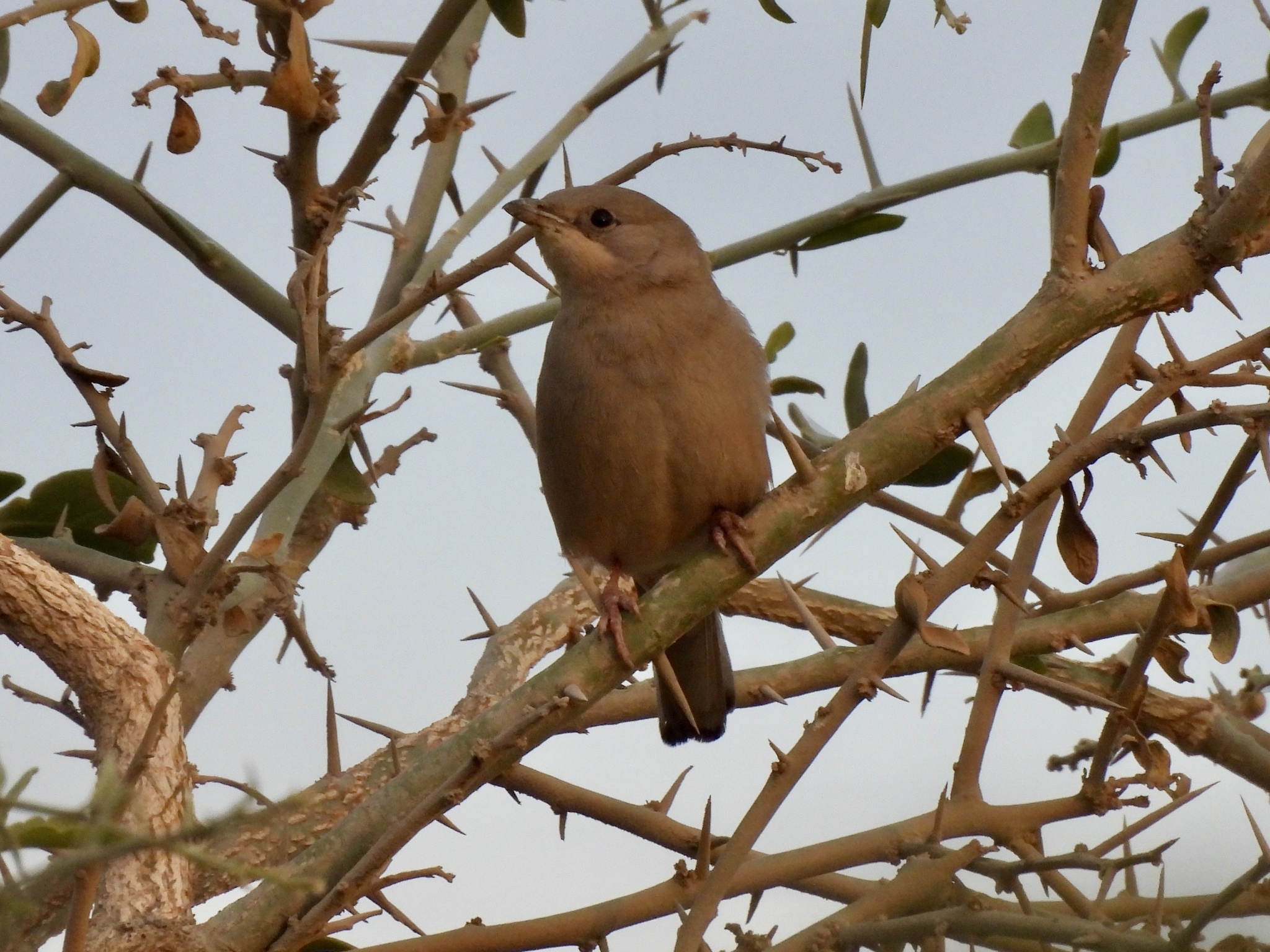 Grey Hypocolius (Hypocolius ampelinus), photo 3