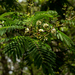 Acacia pentagona