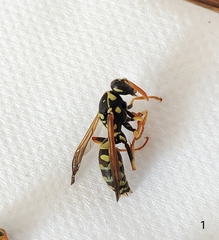 Polistes mongolicus