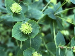Euphorbia squamosa
