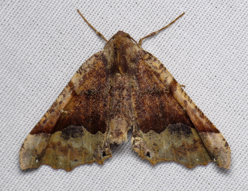 Morrison's Pero Moth