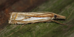 Crambus saltuellus