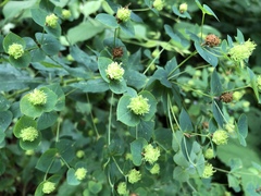 Euphorbia squamosa