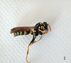 Polistes mongolicus