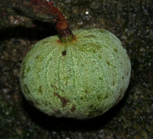 Annona ambotay, 2025-02-23