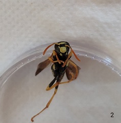 Polistes mongolicus