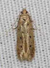 Monochroa quinquepunctella