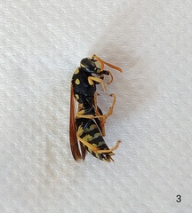 Polistes mongolicus
