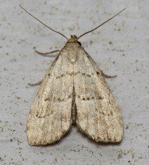 Hypenodes fractilinea