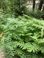 Cirsium alsophilum