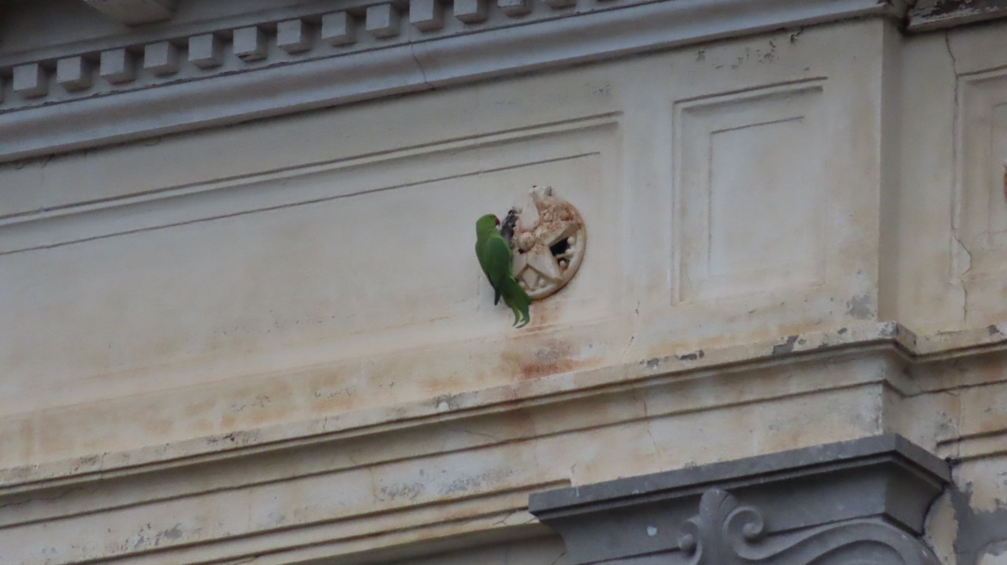 Rose-ringed Parakeet