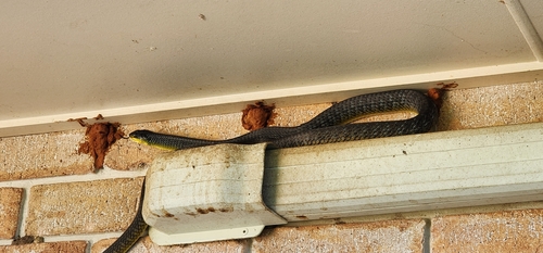 Common Tree Snake sighting