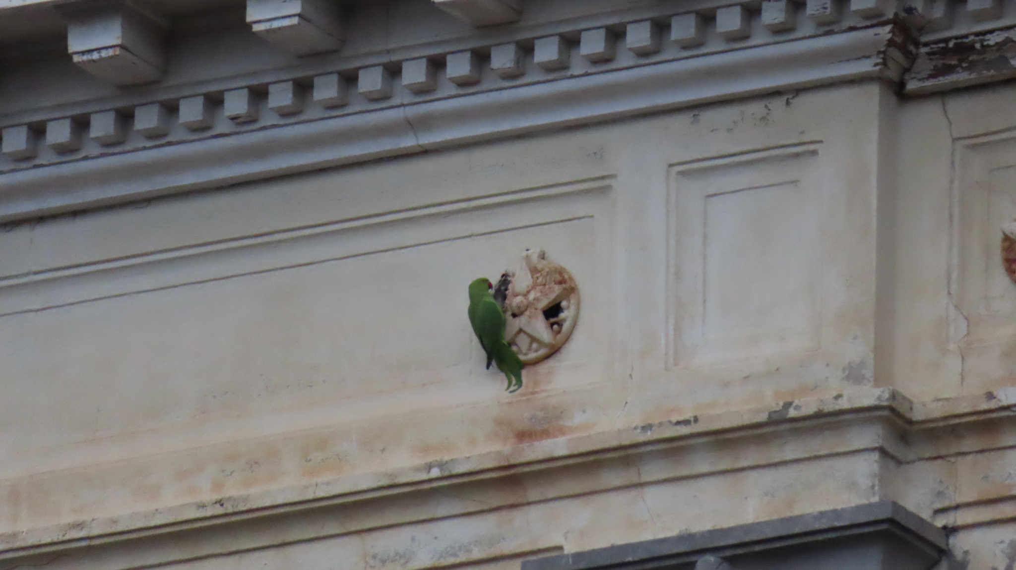 Rose-ringed Parakeet