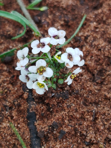 sweet alyssum