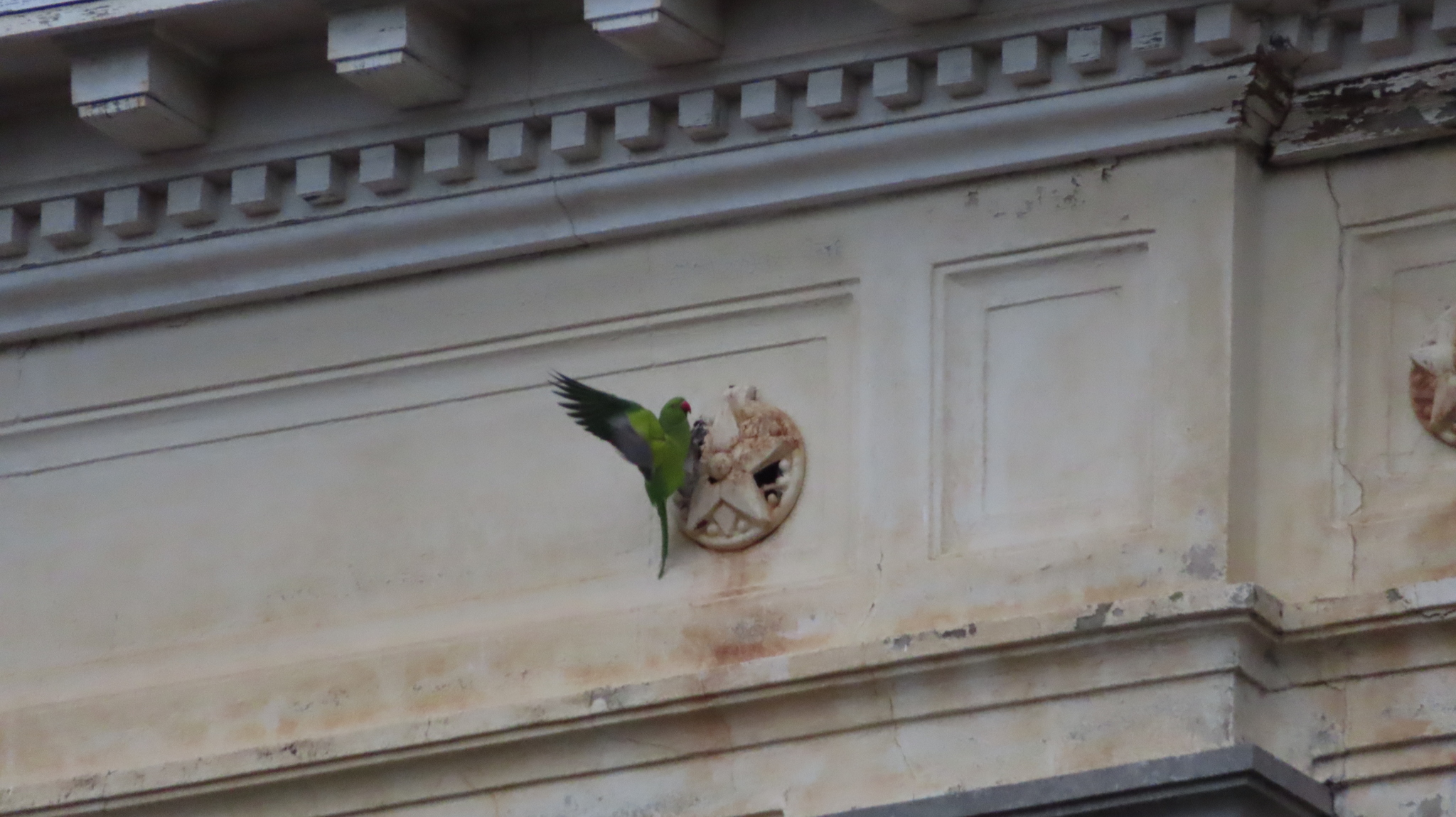 Rose-ringed Parakeet