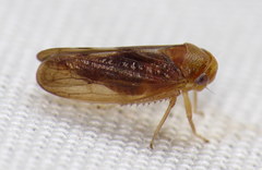 Oncopsis sobria