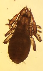 Chthonius tetrachelatus