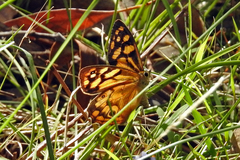 Heteronympha paradelpha