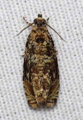 Olethreutes olivaceana