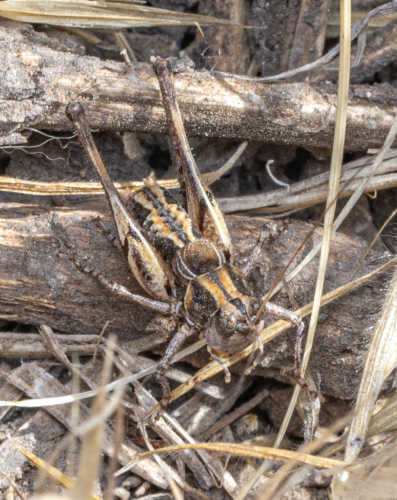 Platydecticus manacus