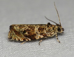 Olethreutes olivaceana